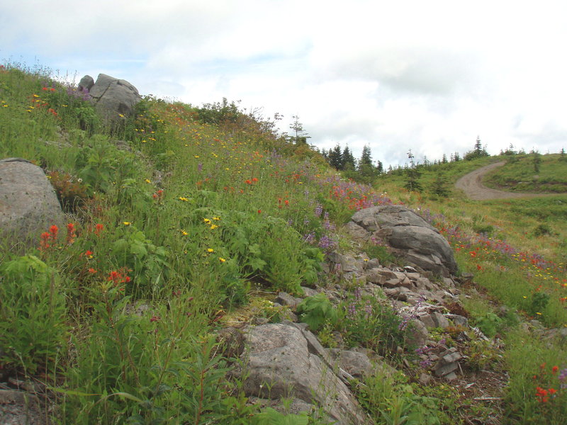 flowers and rocks